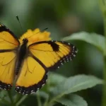 Yellow Butterfly Meaning and Its Symbolism of Hope in Christianity